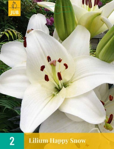 Lilium hybride 'Happy Snow' / 'Happy Ice'