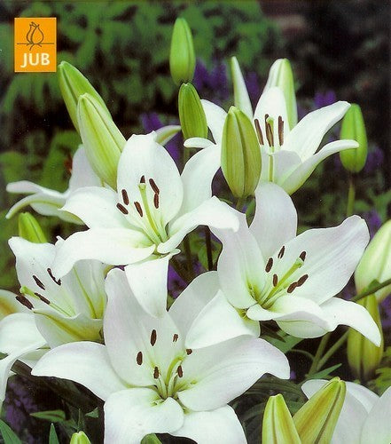 Lilium hybride 'Kent'