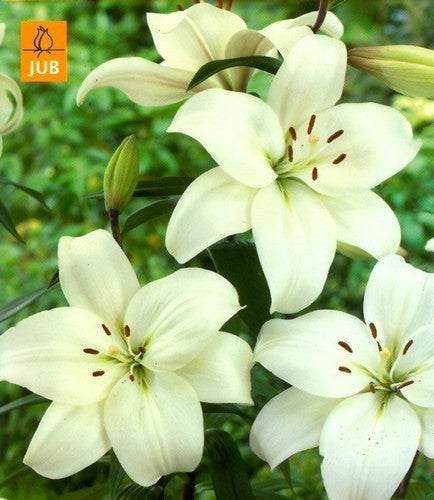 Lilium hybride 'Kent'
