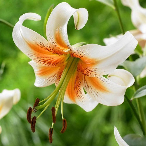 Lilium hybride 'Lady Alice'