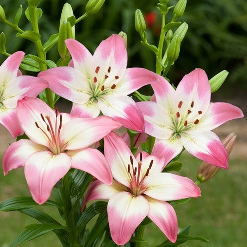 Lilium hybride ‘Lollypop’ / 'Sugar Love'