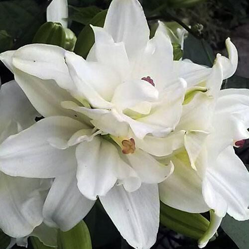 Lilium hybride 'Lotus Beauty' / 'Annemarie'S Dream''