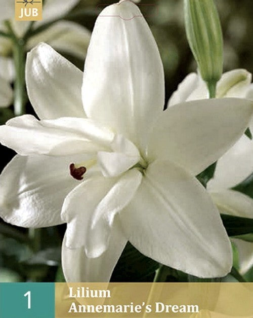 Lilium hybride 'Lotus Beauty' / 'Annemarie'S Dream''
