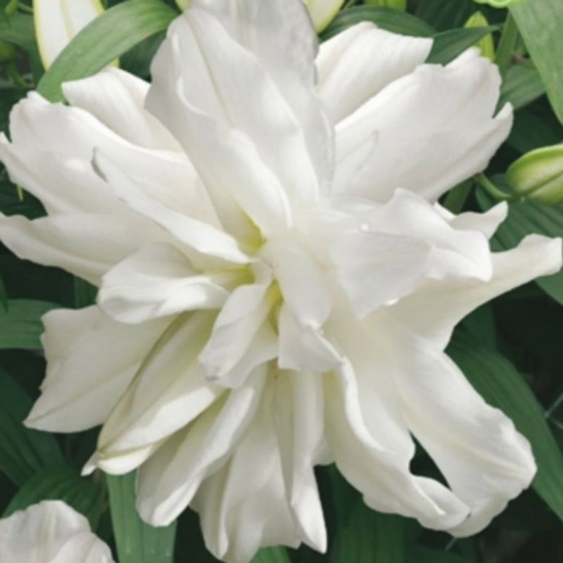 Lilium hybride 'Lotus Ice'