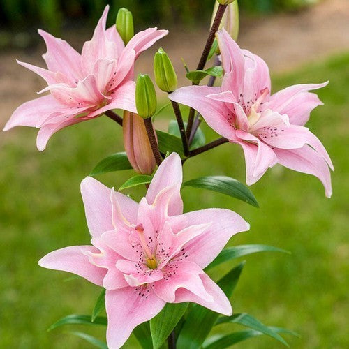 Lilium hybrid 'Lotus Spring' / 'Elodie'