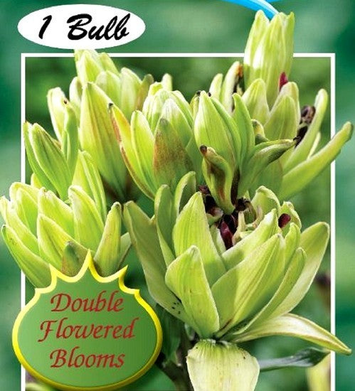 Lilium hybride 'Mistery Dream'