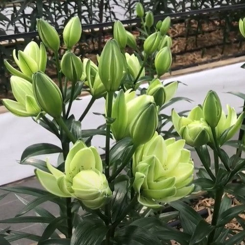 Lilium hybride 'Mistery Dream'