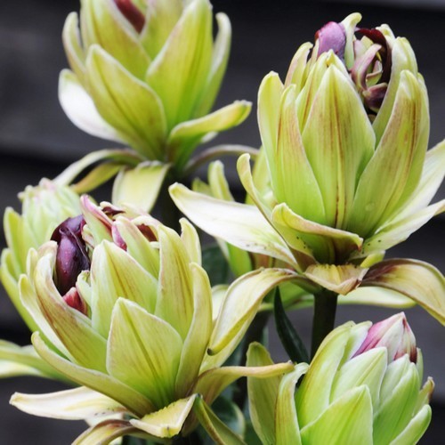 Lilium hybride 'Mistery Dream'