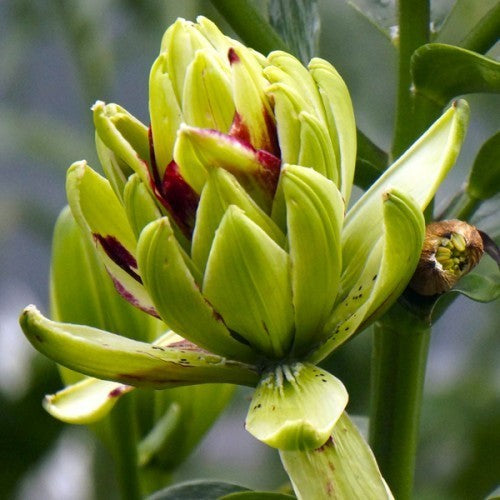 Lilium hybride 'Mistery Dream'