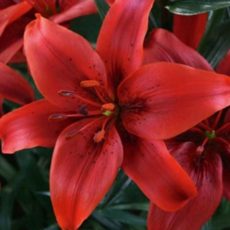 Lilium hybride ‘Monte Negro’ / 'Red County'
