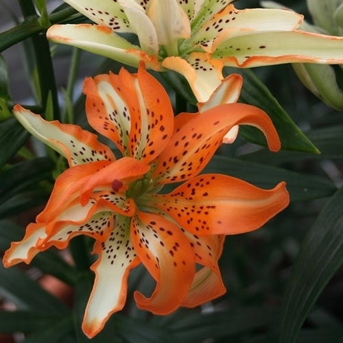Lilium hybride 'Must See'