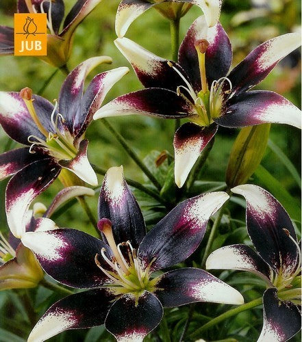 Lilium hybride 'Netty'S Pride''