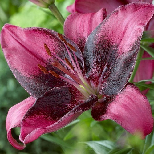 Lilium hybride 'Purple Dream'