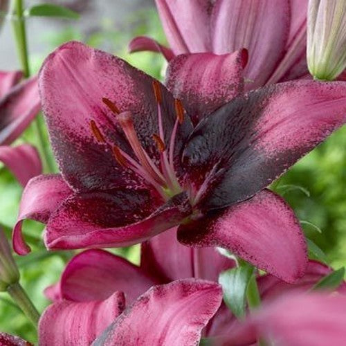 Lilium hybride 'Purple Dream'