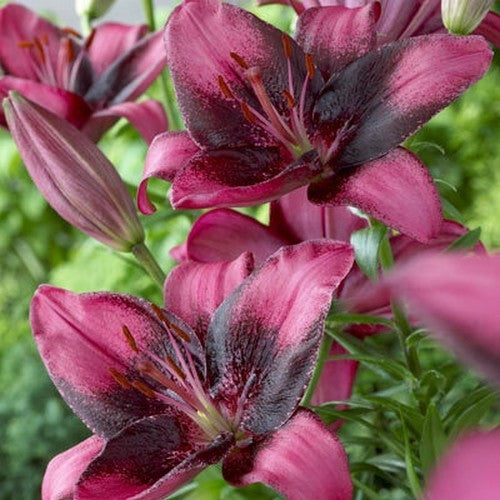 Lilium hybride 'Purple Dream'