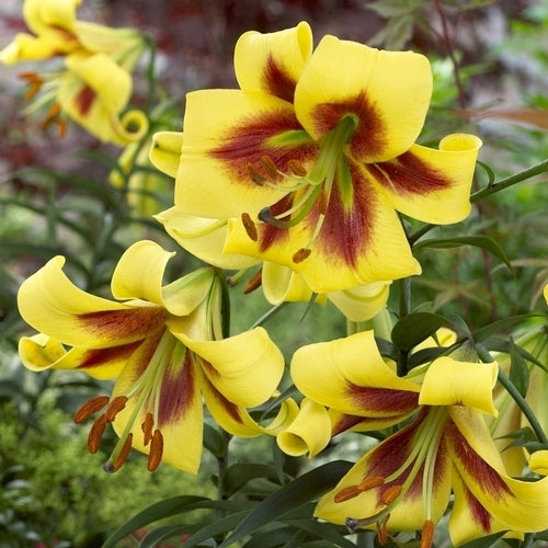 Lilium hybride 'Robert Swanson'