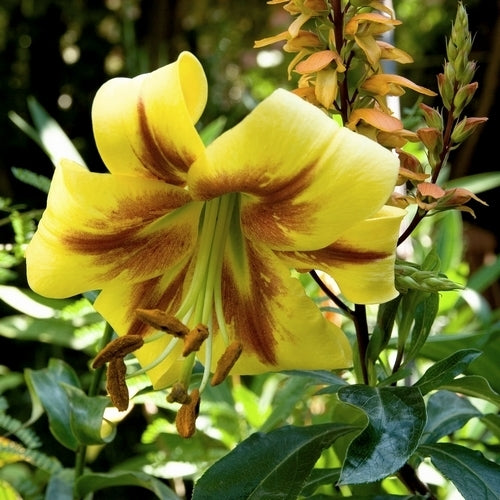 Lilium hybride 'Robert Swanson'