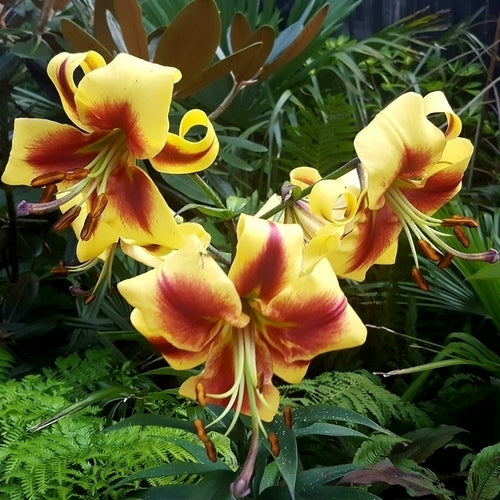 Lilium hybride 'Robert Swanson'