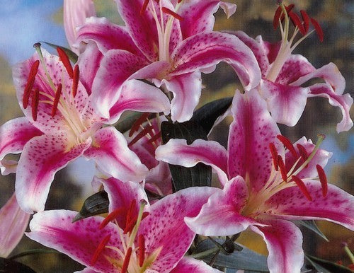 Lilium hybride 'Stargazer'