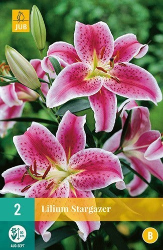 Lilium hybride 'Stargazer'