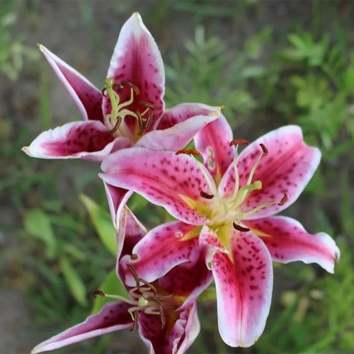 Lilium hybride 'Stargazer'