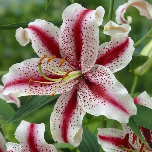 Lilium hybrid 'Tiger Woods' / 'Dizzy'