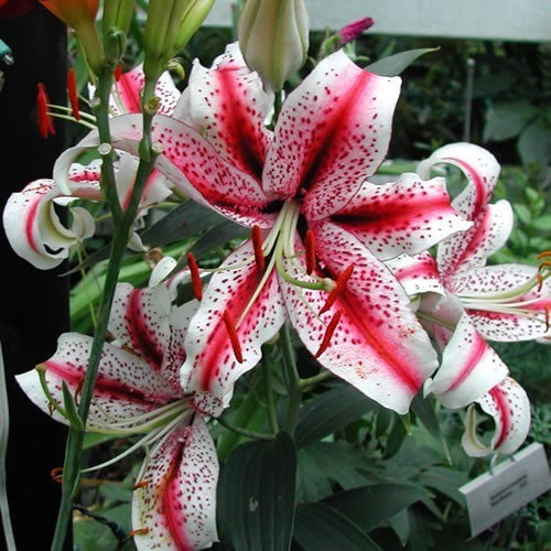 Lilium hybrid 'Tiger Woods' / 'Dizzy'