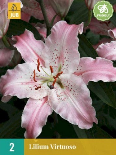 Lilium hybride 'Virtuoso'