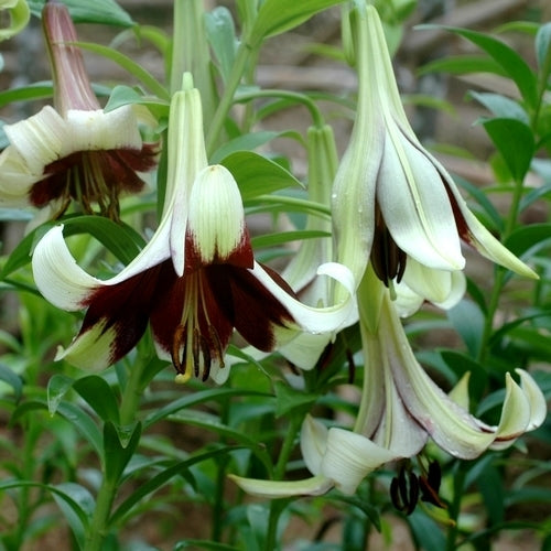 Lilium nepalense