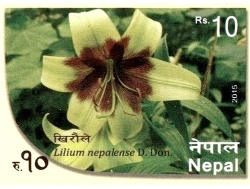 Lilium nepalense