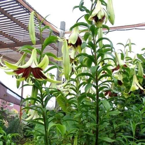 Lilium nepalense