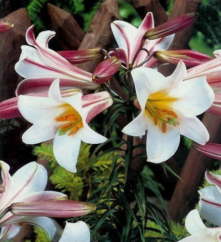 Lilium regale