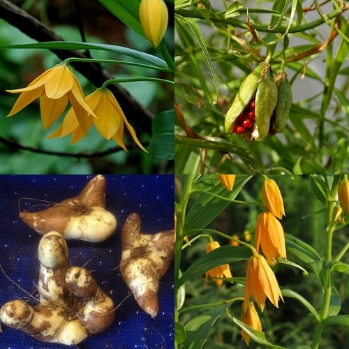 Littonia modesta