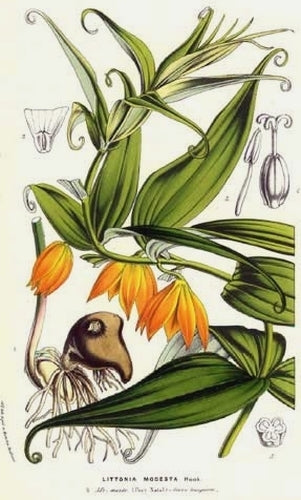 Littonia modesta