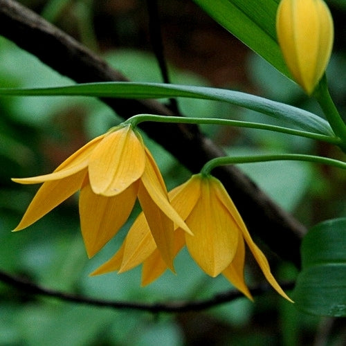 Littonia modesta