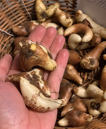 Littonia modesta