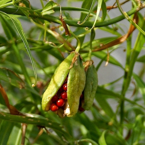 Littonia modesta