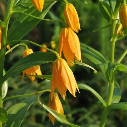 Littonia modesta