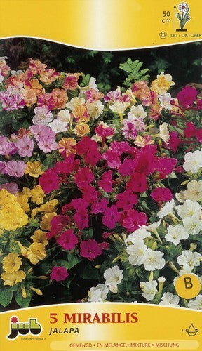 Mirabilis jalapa