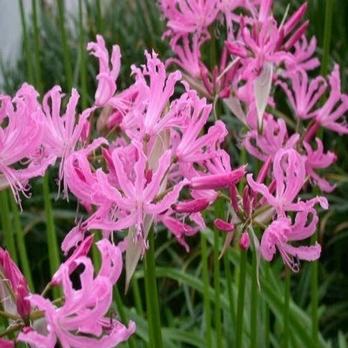 Nerine bowdenii 'Pink Triumph'