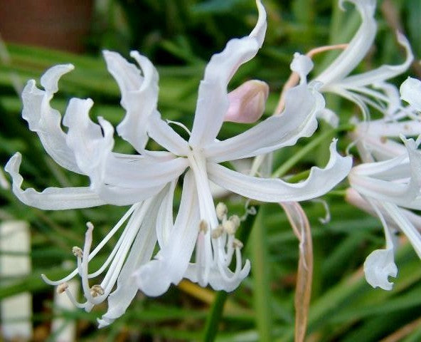 Nerine bowdenii 'Alba'