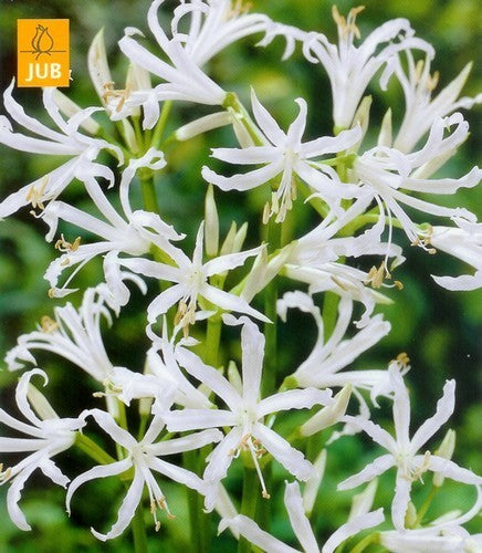 Nerine bowdenii 'Alba'