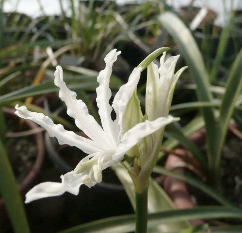 Nerine bowdenii 'Alba'