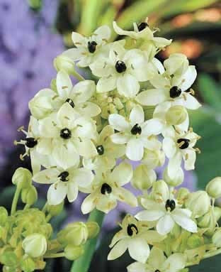 Ornithogalum arabicum