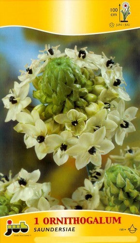 Ornithogalum saundersiae