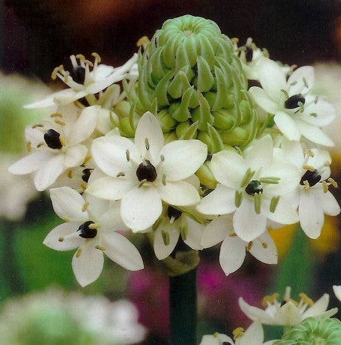 Ornithogalum saundersiae