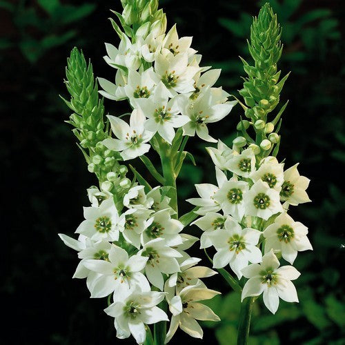 Ornithogalum thyrsoides