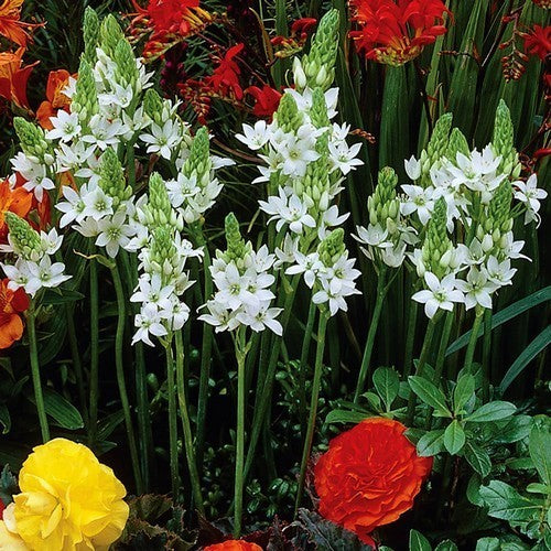 Ornithogalum thyrsoides