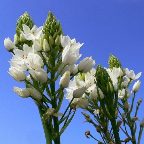 Ornithogalum thyrsoides