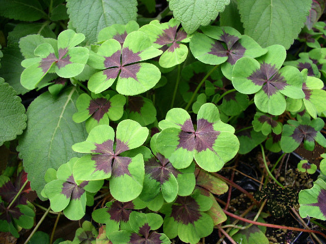 Oxalis deppei 'Iron Cross'